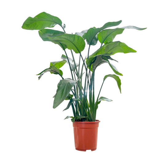 Strelitzia 21cm Nicolai - Green Plant The Horti House