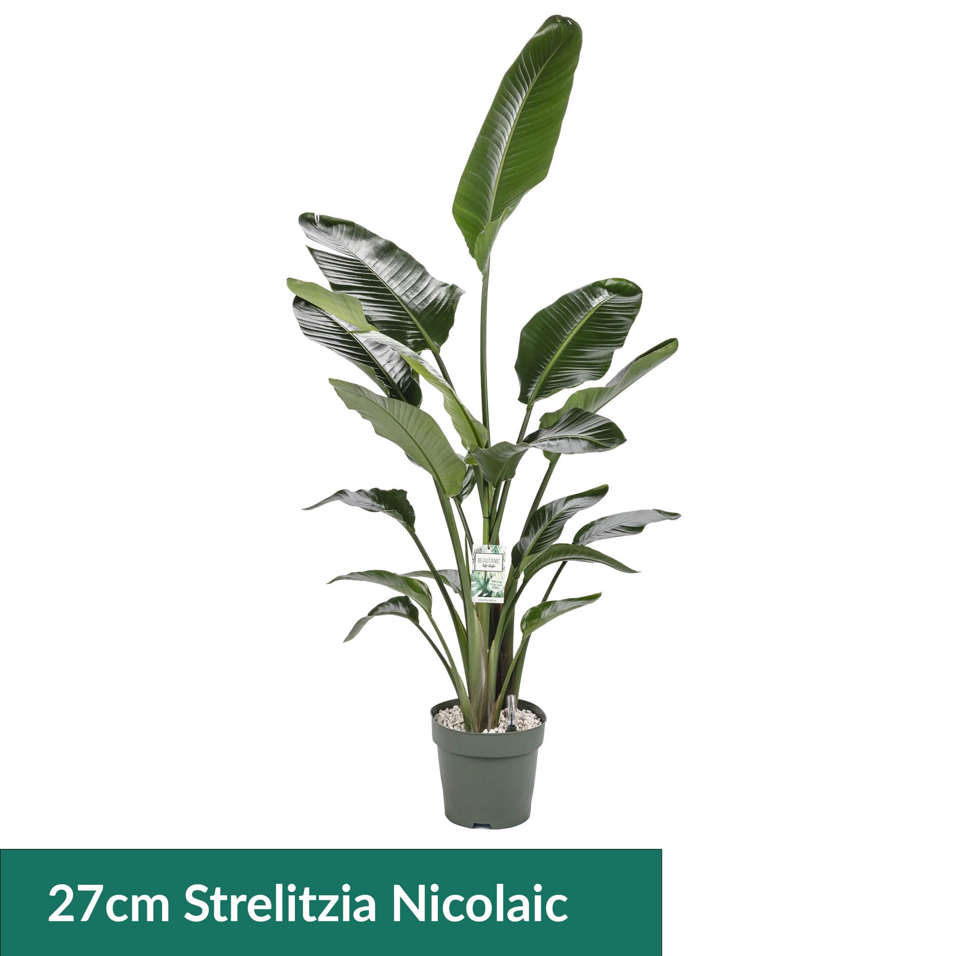 XL Hydro Plants Trolley Deal - XL Hydro Plants The Horti House