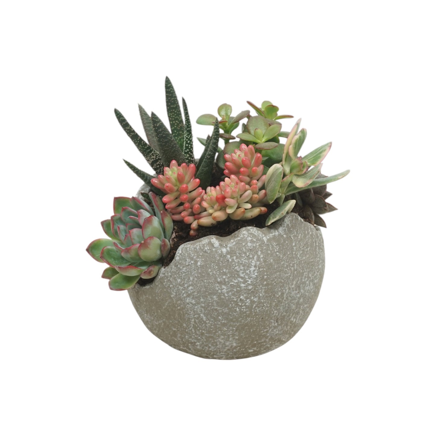 Small Succulent Globe