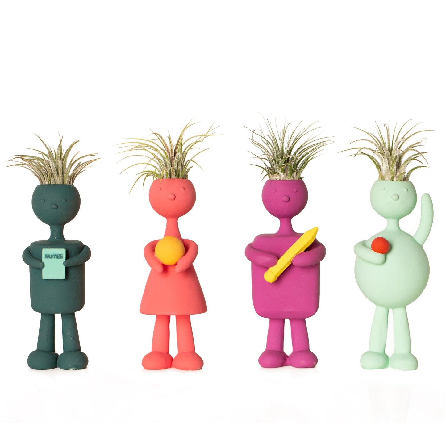 Tillandsia 4cm School Kids