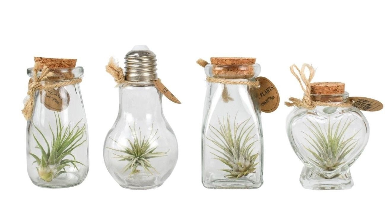 Tillandsia 5cm Glass Bottle - Airplants The Horti House