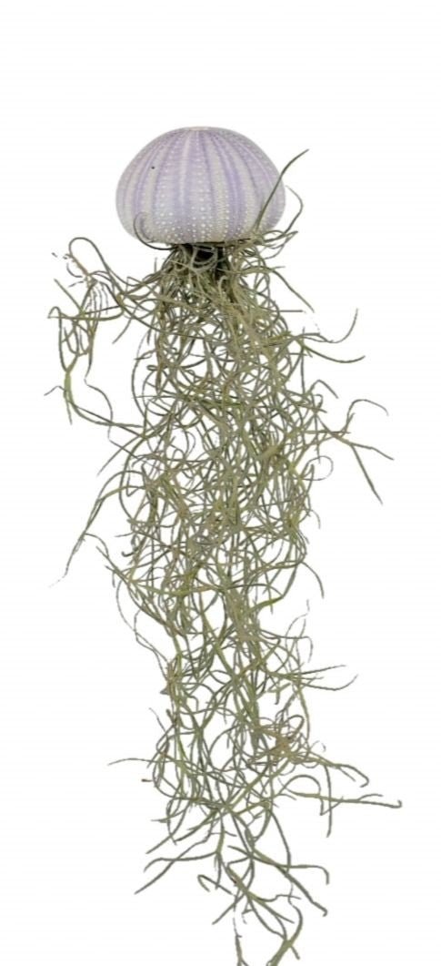 Tillandsia 5cm Sea Urchin - Airplants The Horti House
