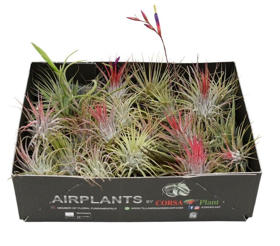 Tillandsia 6cm Mix - Airplants The Horti House