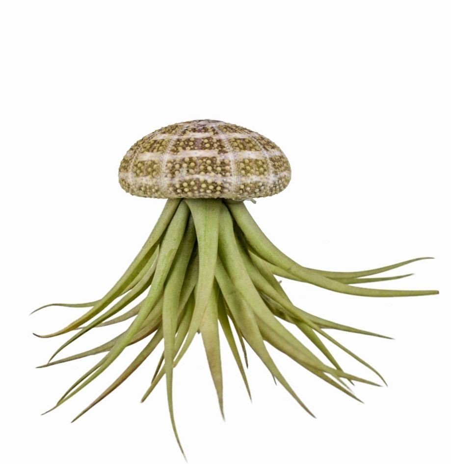 Tillandsia 6cm Sea Urchin - Airplants The Horti House