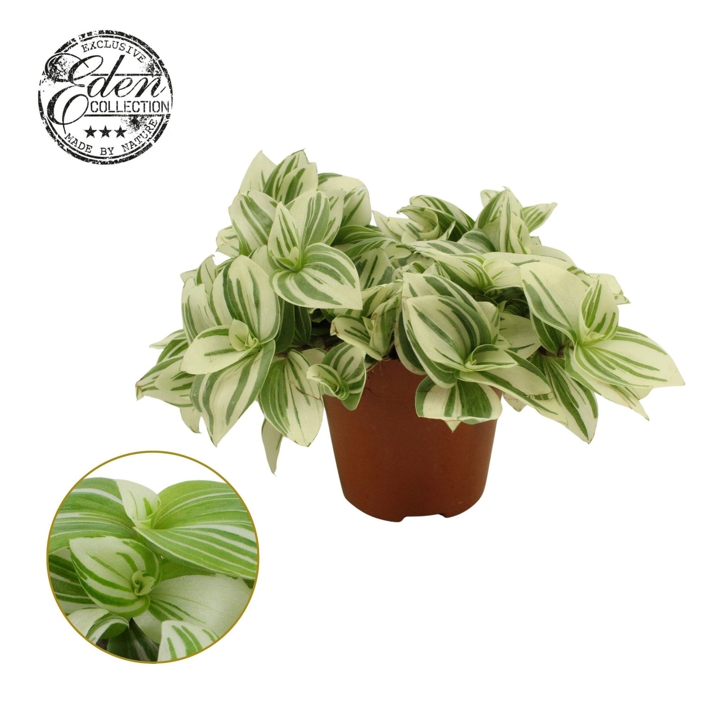 Tradescantia 12cm Brightness - Green Plant The Horti House