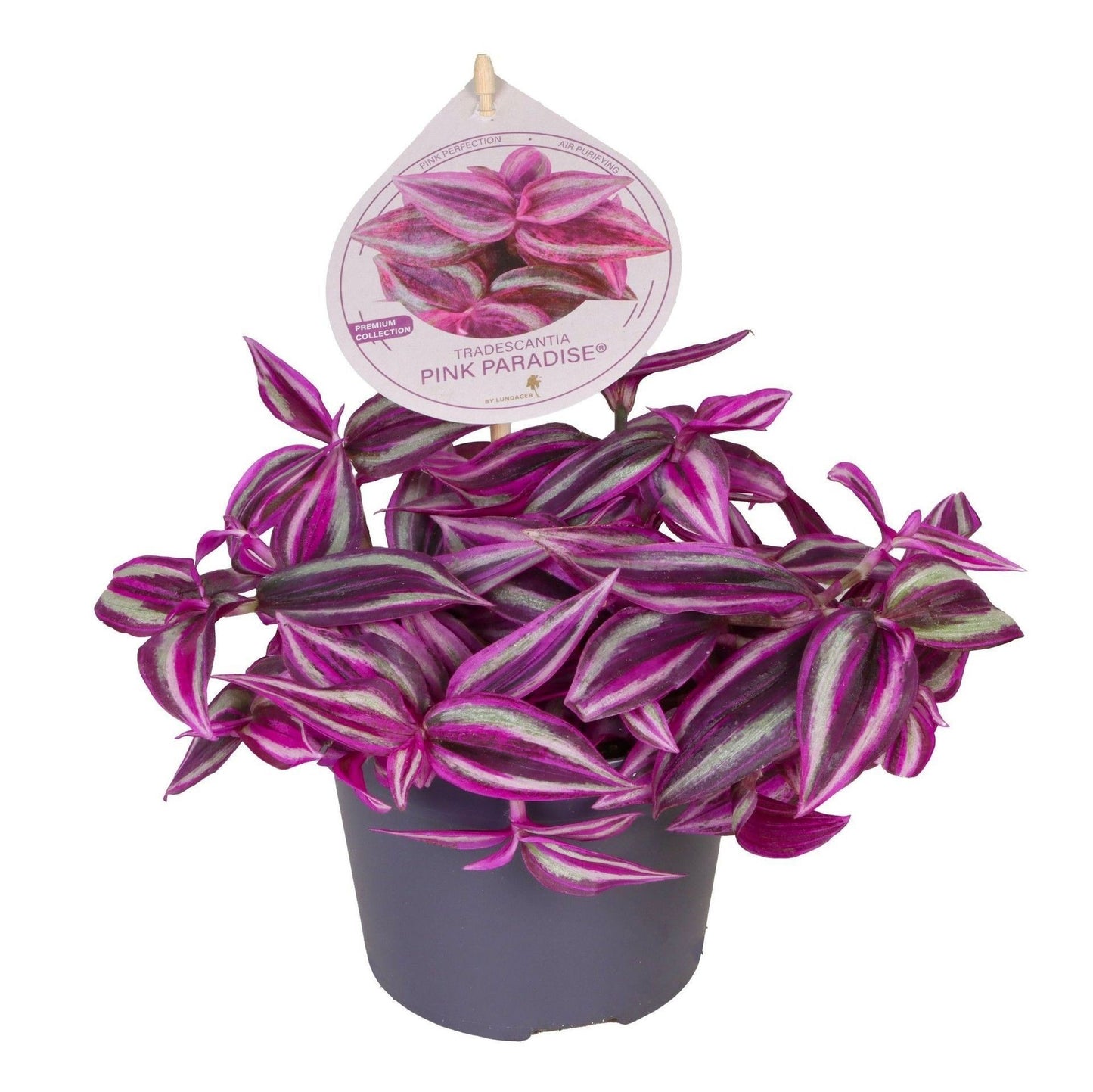 Tradescantia 12cm Paradise Pink - Green Plant The Horti House