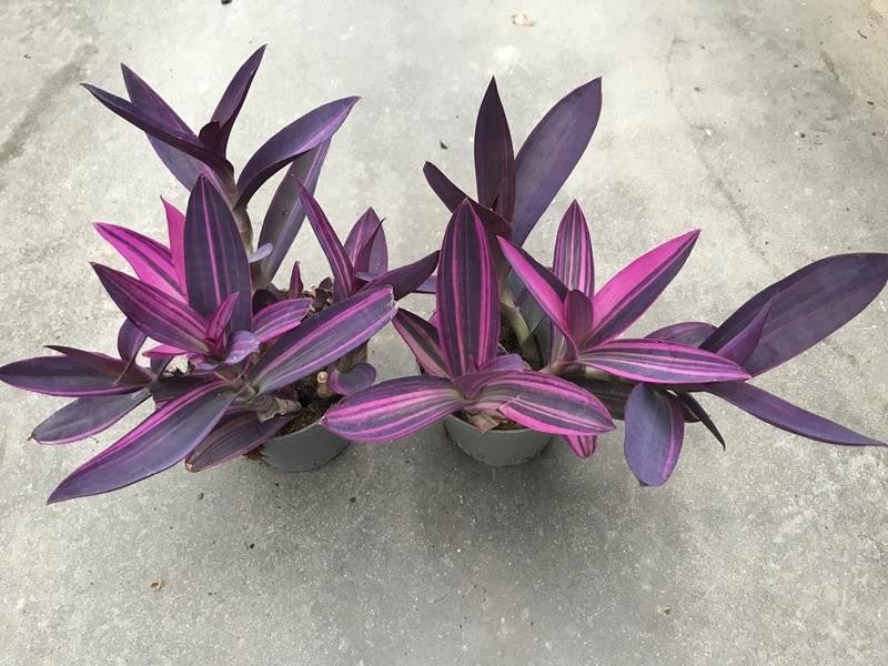 Tradescantia 12cm Pink Stripes - Foliage The Horti House