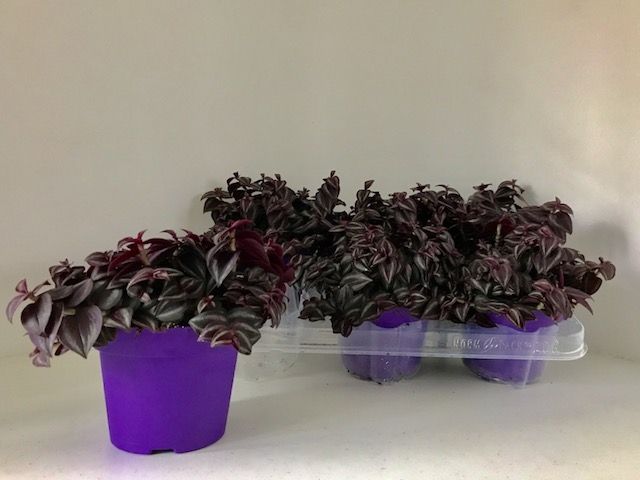Tradescantia 12cm Purple Passion - Green Plant The Horti House