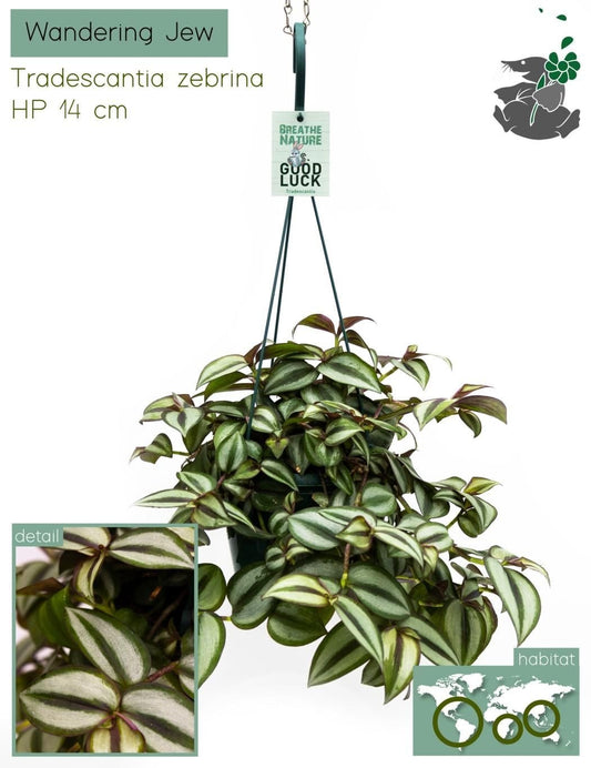 Tradescantia 14cm Zebrina - Hanging The Horti House