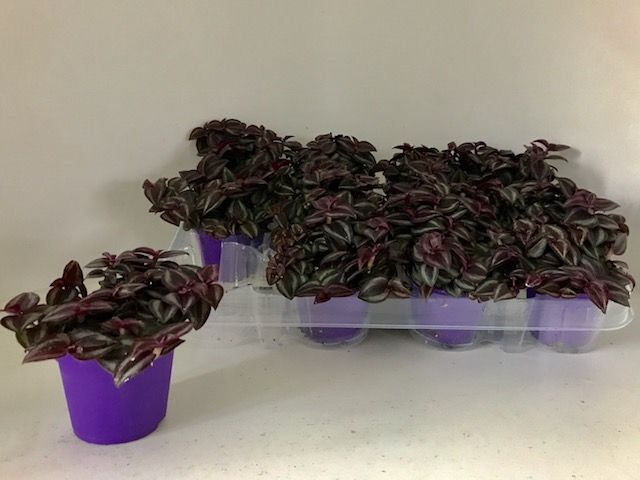 Tradescantia 7cm Purple Passion - Green Plant The Horti House