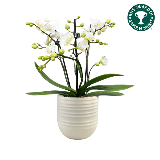 Phalaenopsis 9cm AGM Triple Stem Zurich in Hampshire Ceramic - Orchid The Horti House