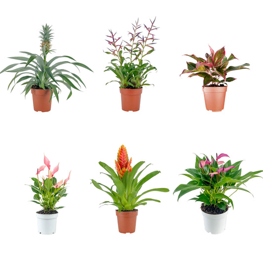 Unusual Plant Mix - Mix The Horti House