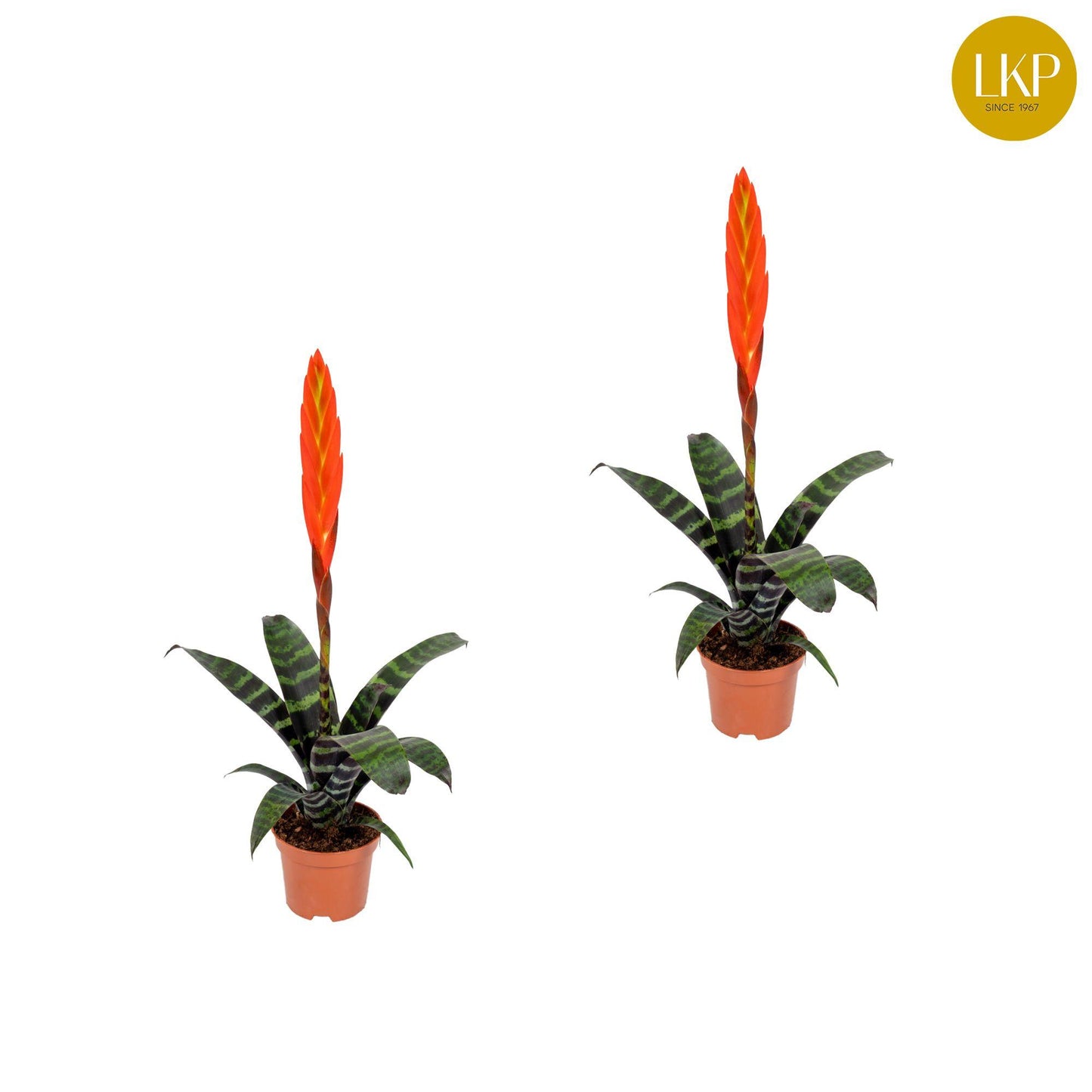 Vriesea 9cm Era - Flowering The Horti House