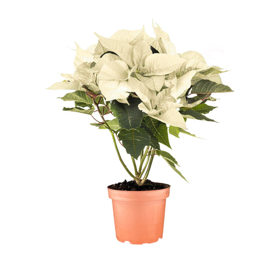 Poinsettia 13cm White - Poinsettia The Horti House
