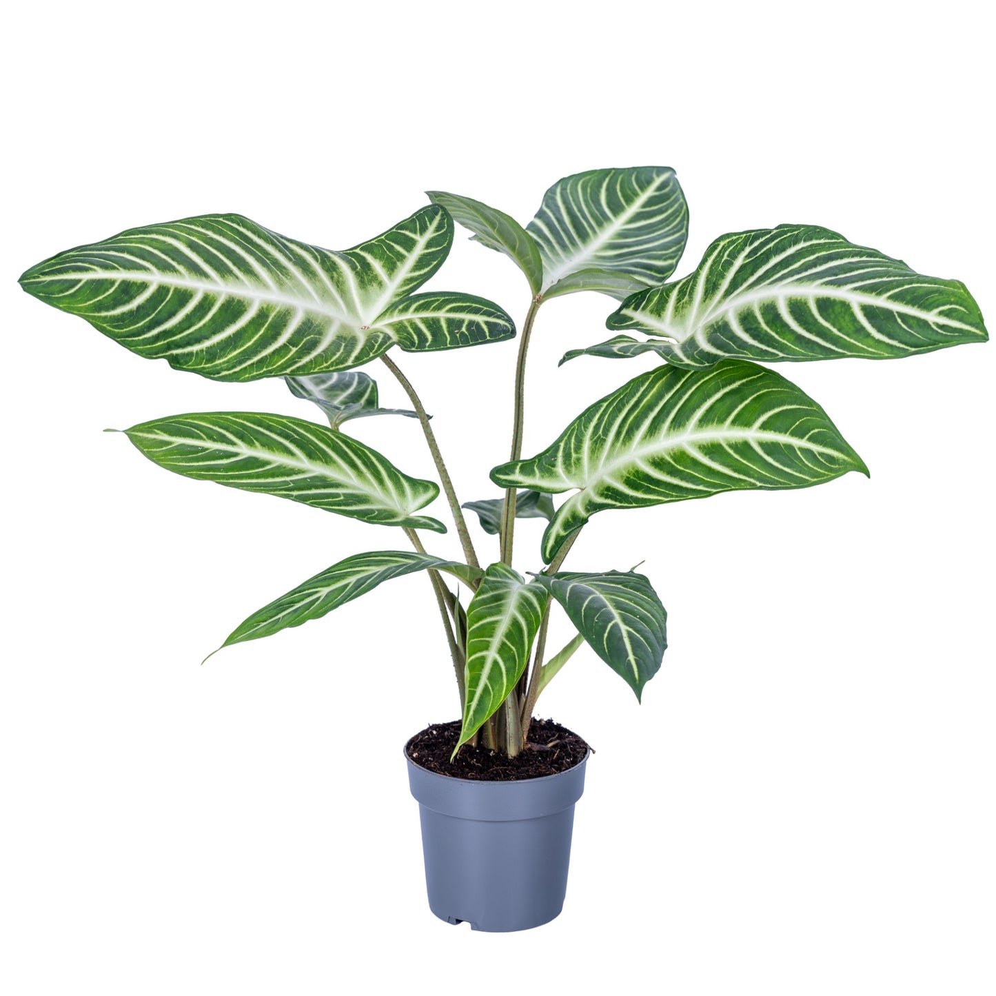 Xanthosoma 14cm Lindenii - Foliage The Horti House