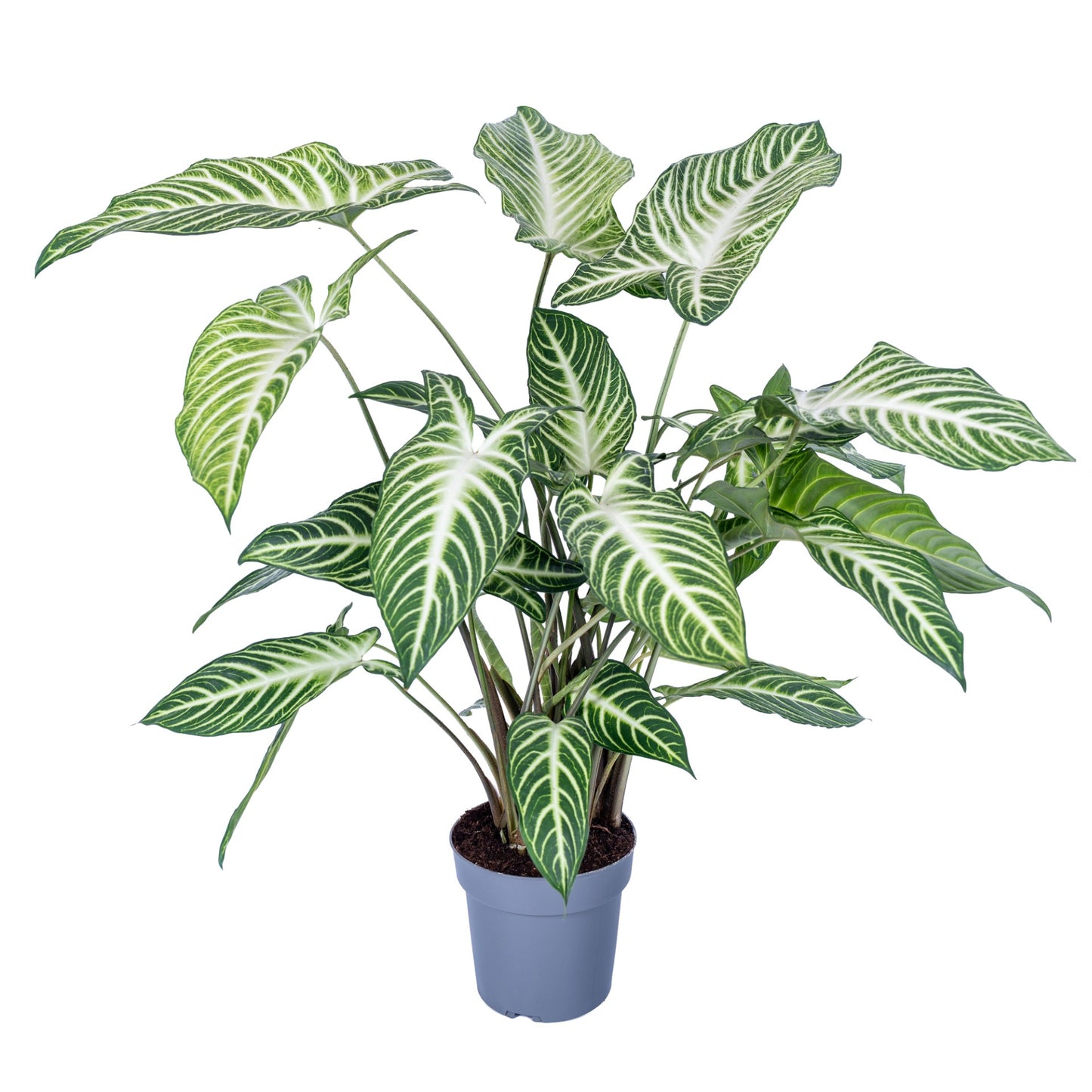 Xanthosoma 19cm Lindenii