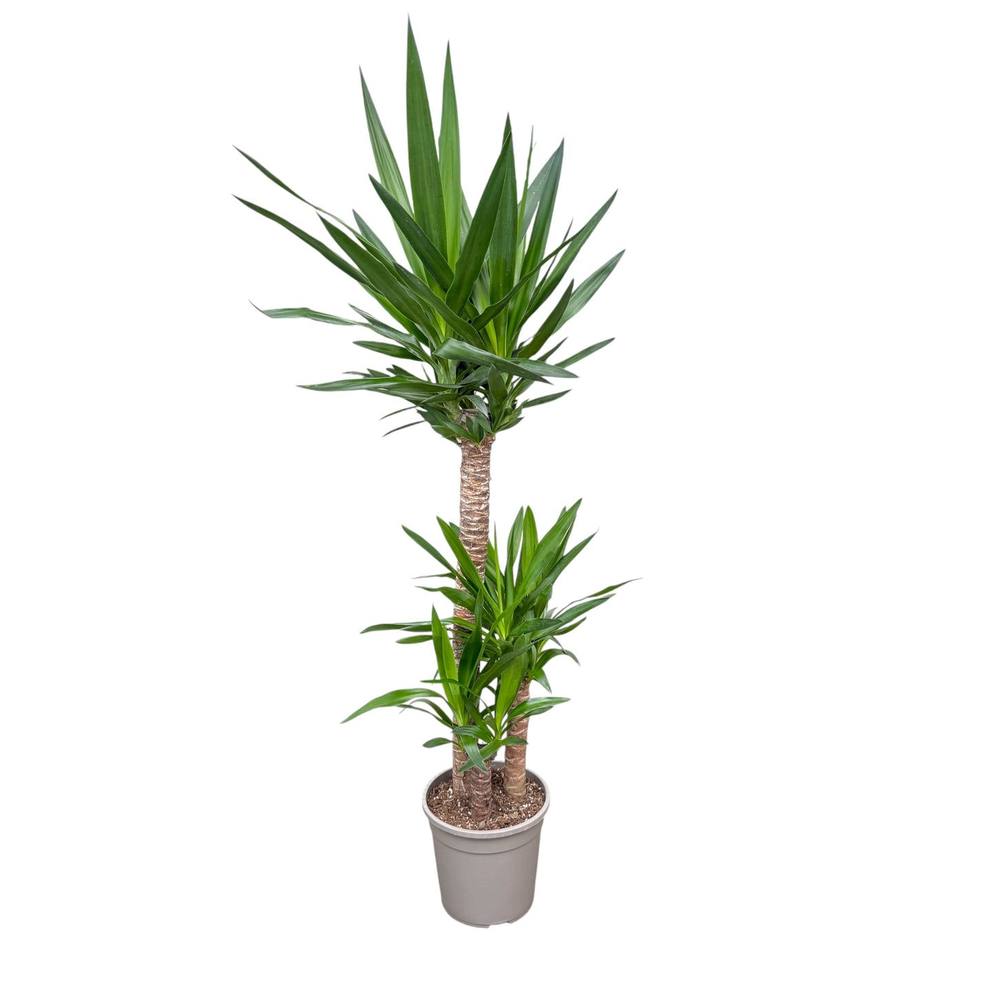 Yucca 24cm Elephantipes - Green Plant The Horti House