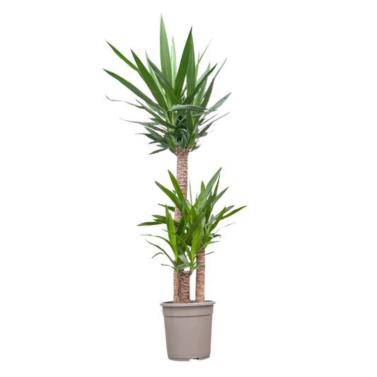 Yucca 24cm Elephantipes - Green Plant The Horti House