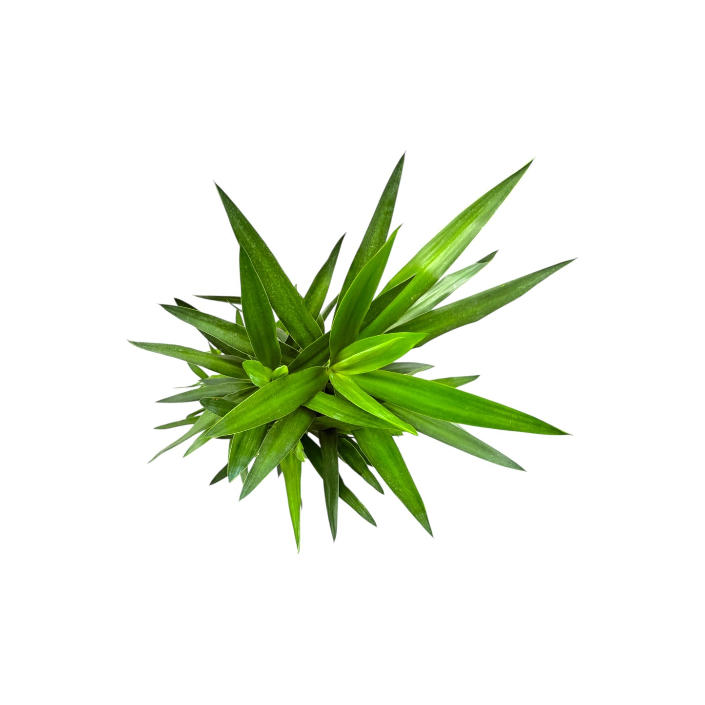 Yucca 24cm Elephantipes - Green Plant The Horti House