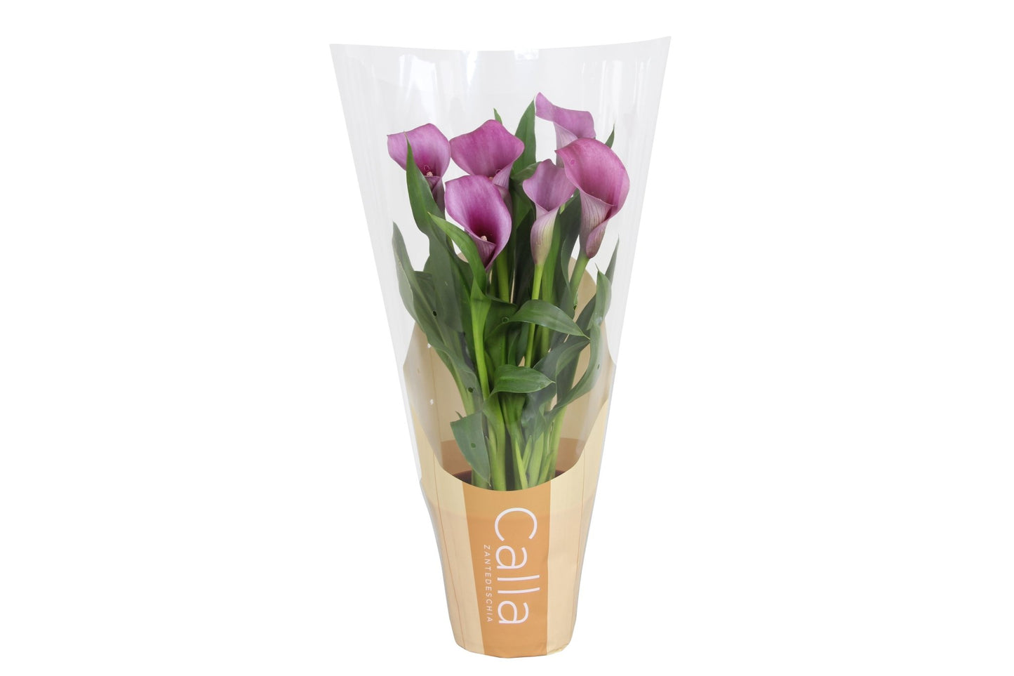Zantedeschia 12cm Paco - Flowering The Horti House