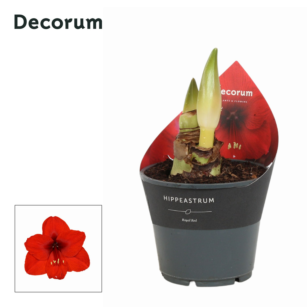 Amaryllis 14cm Red