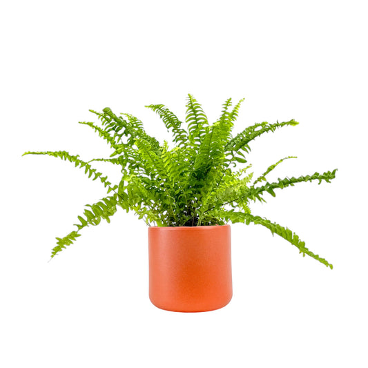 Fern 12cm Mix in Cambridge Ceramic - Green Plant The Horti House