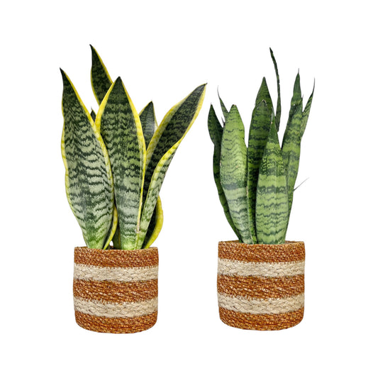 Sansevieria 12cm Mix In Basket - Green Plant The Horti House