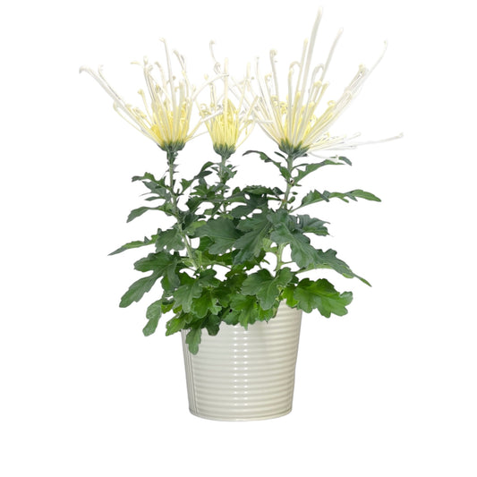 Chrysanthemum 14cm Fireworks White In Zinc - Flowering The Horti House