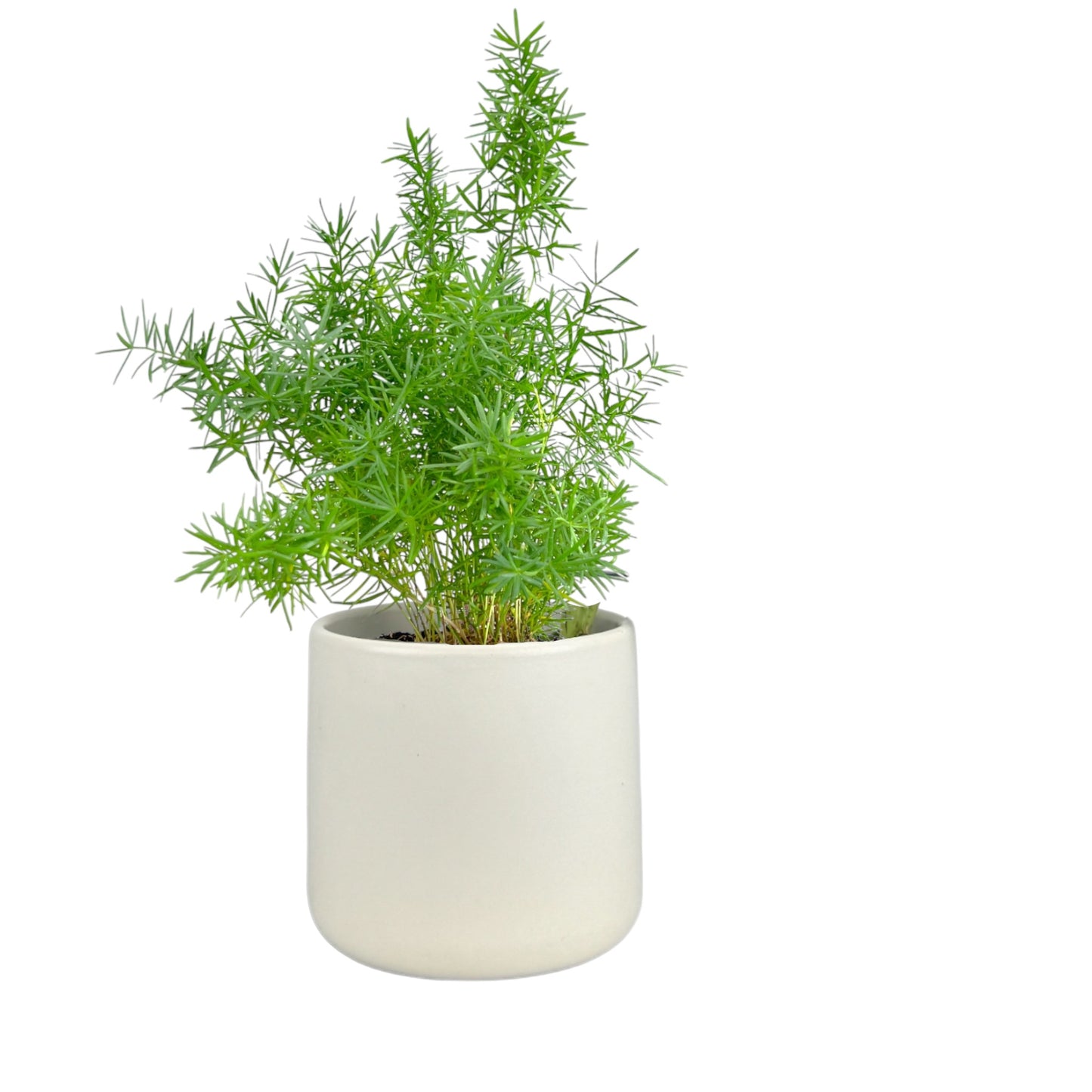 Fern 12cm Mix in Cambridge Ceramic - Green Plant The Horti House