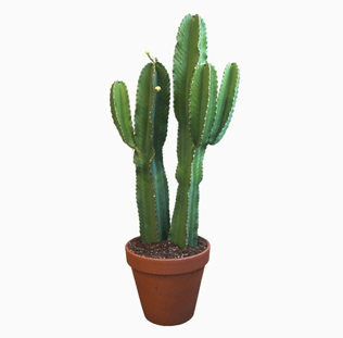 Euphorbia Ingens 35cm in Terracotta - Cacti The Horti House