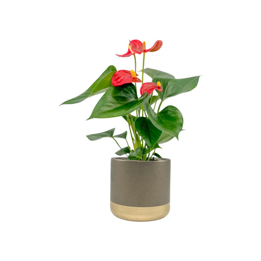 Anthurium 12cm Red & White in Christmas Ceramic - Flowering The Horti House
