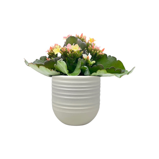 Kalanchoe 9cm Disco Dip in Hampshire Ceramic - Flowering The Horti House