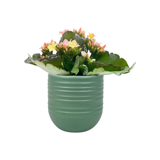 Kalanchoe 9cm Disco Dip in Hampshire Ceramic - Flowering The Horti House