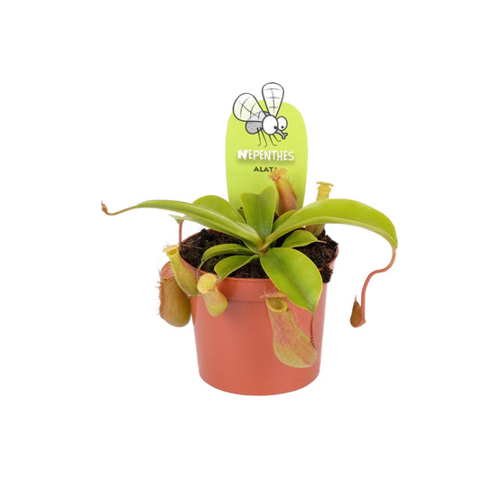 Carnivorous 8.5cm Nepenthes Pitcher Plant Mix
