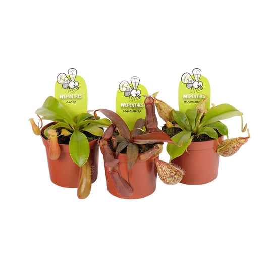 Carnivorous 8.5cm Nepenthes Pitcher Plant Mix