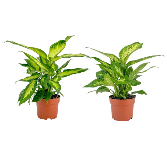 Dieffenbachia 12cm Mix