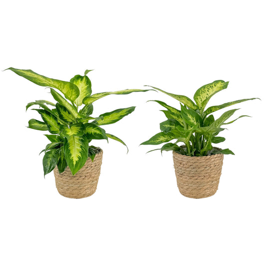 Dieffenbachia 12cm  Mix In Basket