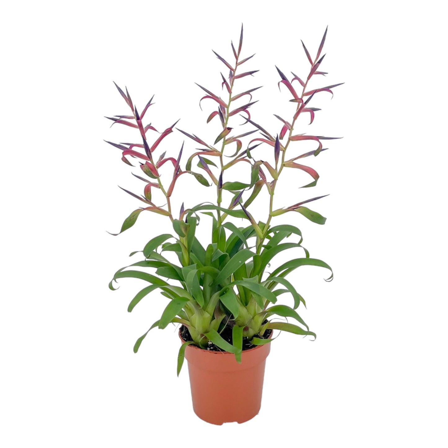 Tillandsia 12cm Mora