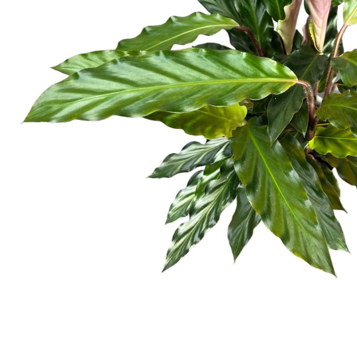 Calathea 12cm Rufibarba - Green Plant The Horti House