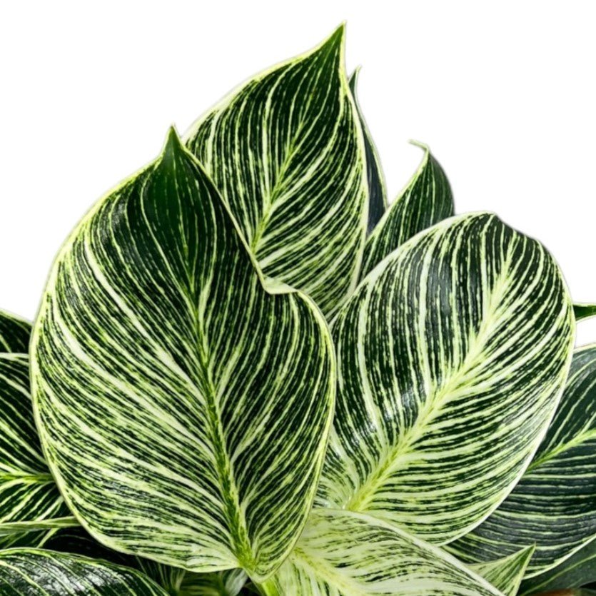 Philodendron 12cm Zebra - Green Plant The Horti House