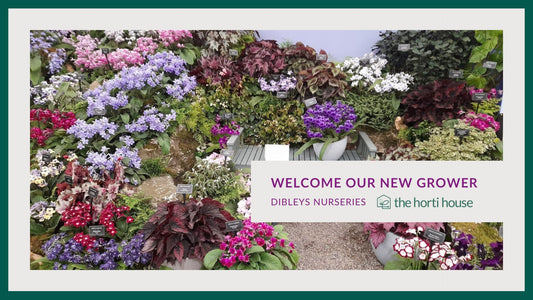 Dibleys Nurseries Joins The Horti House: A New Chapter in British Horticulture - The Horti House
