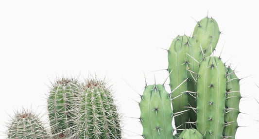 CITES Explained: Challenges & Opportunities - The Horti House