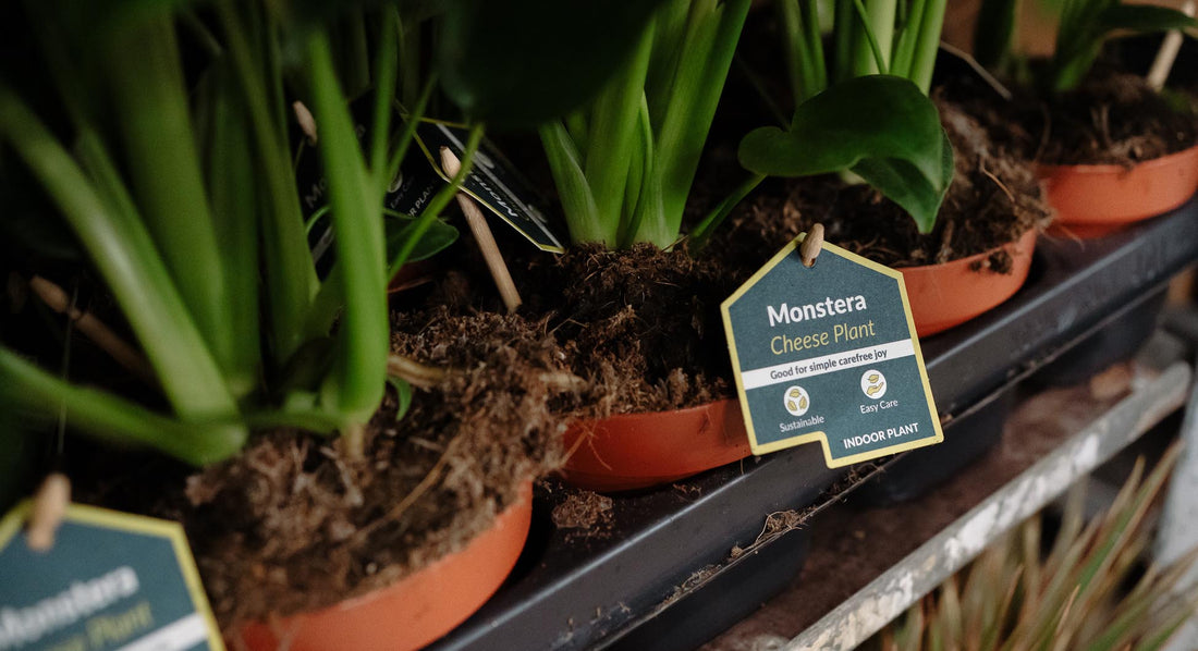 New Launch: Care Cards - The Horti House