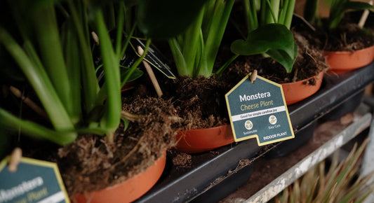 New Launch: Care Cards - The Horti House