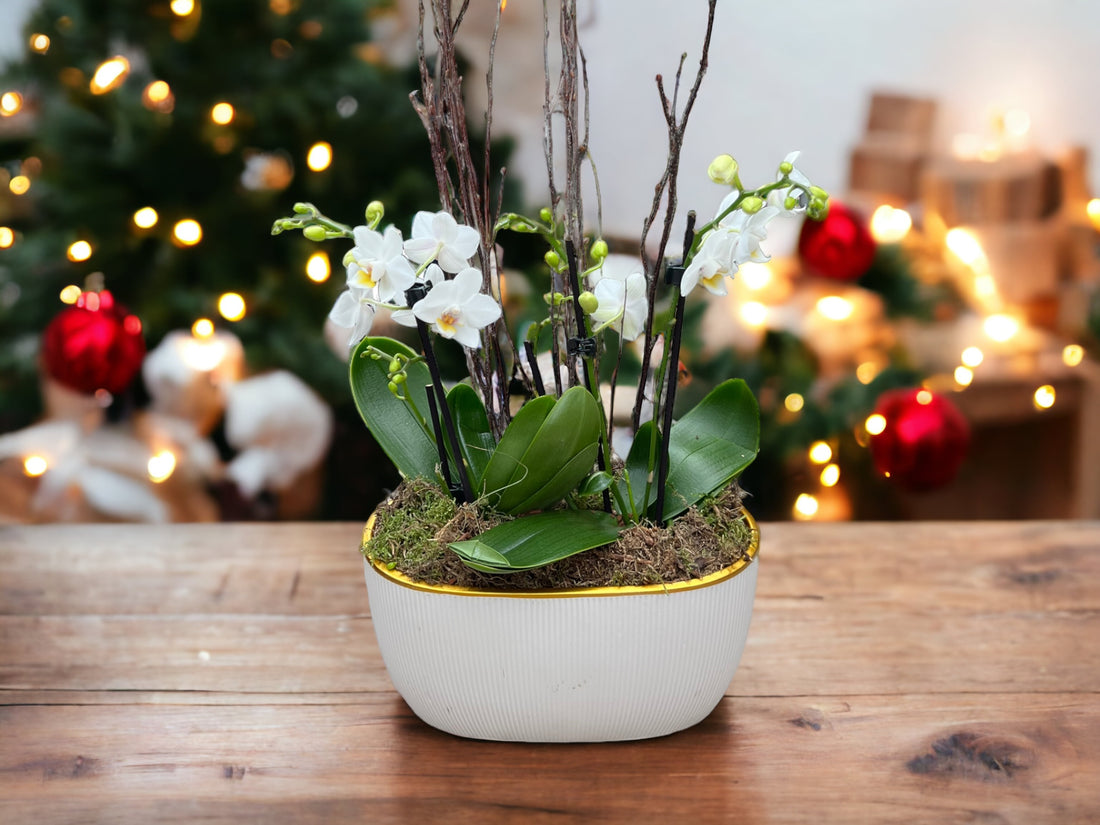 Best Wholesale Plants for the Festive Season: A Retailer's Guide - The Horti House