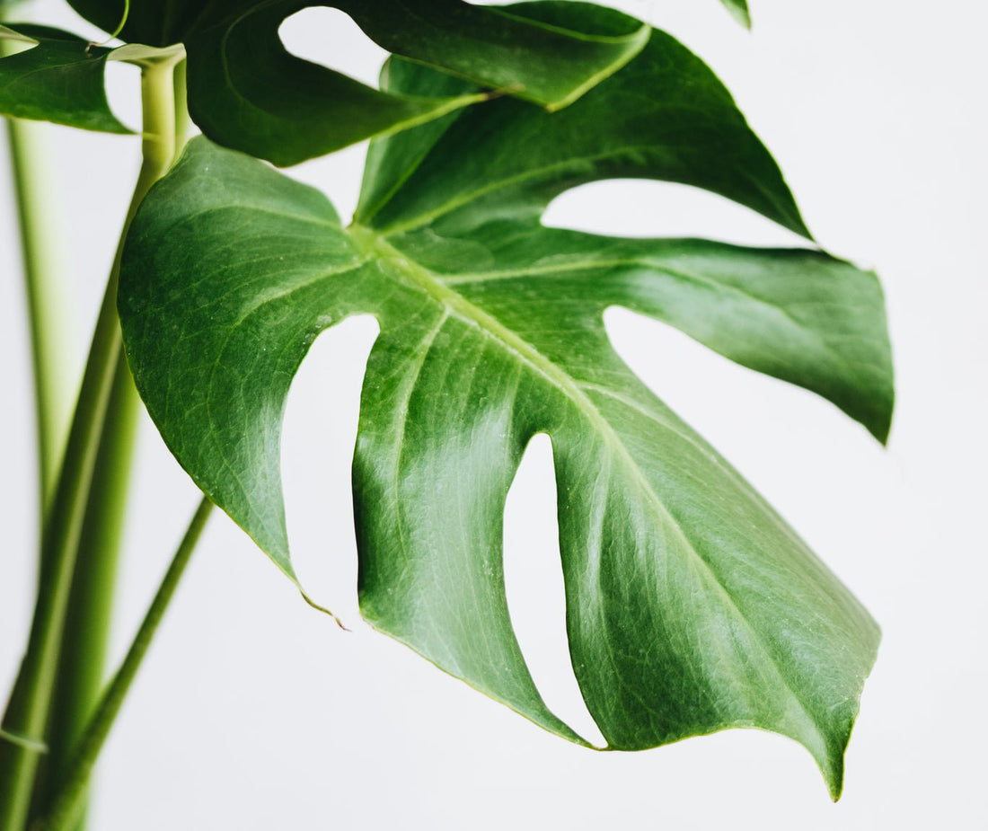 Trend Report: Our Top 10 Most Popular Wholesale Houseplants - The Horti House