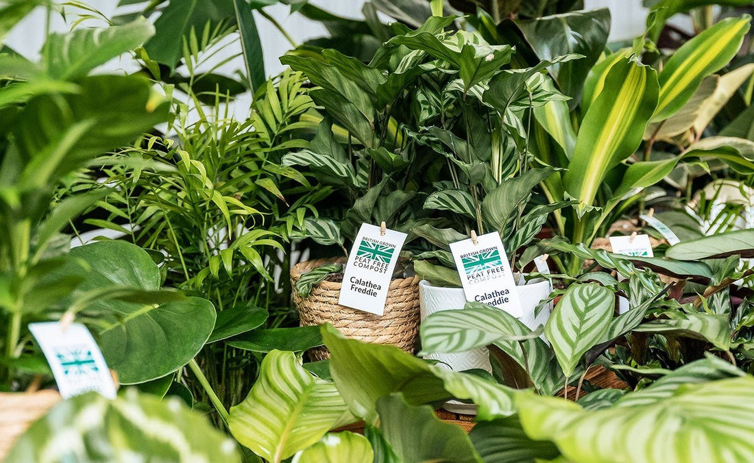 What makes a garden centre houseplant display successful? - The Horti House