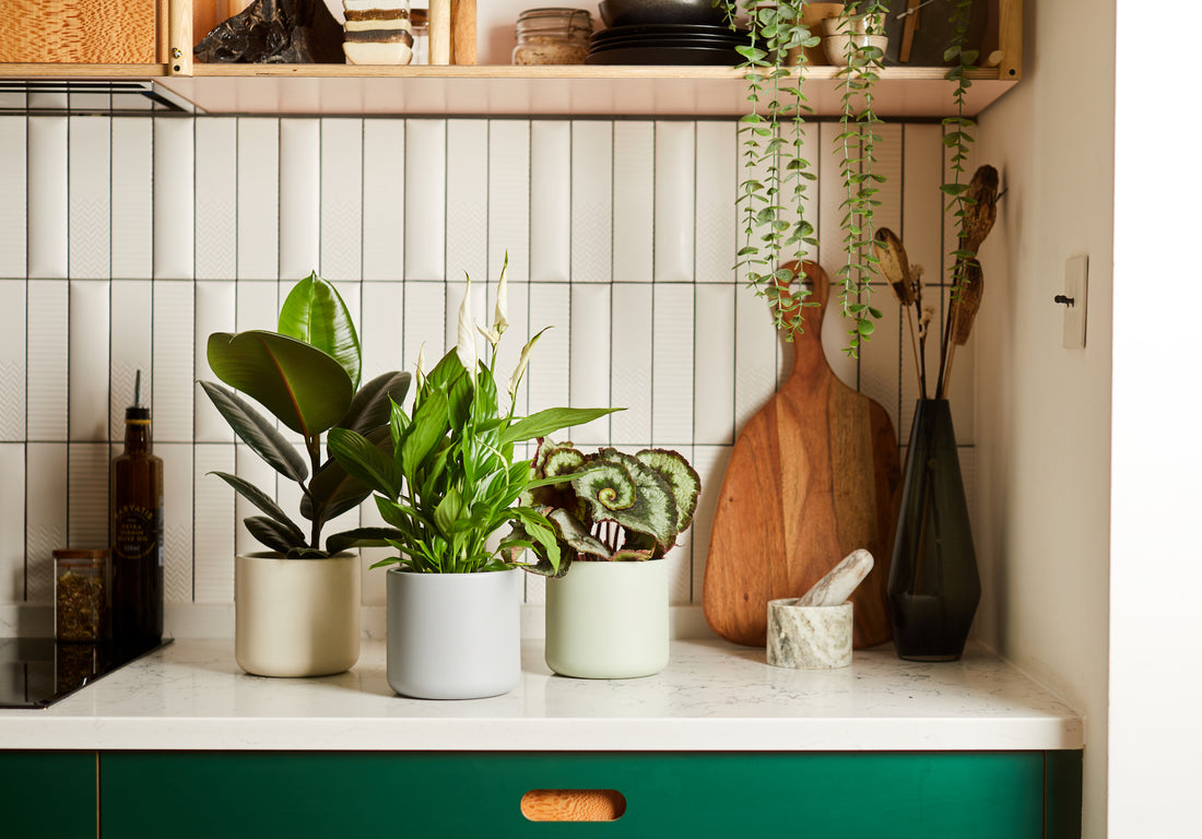 Introducing Our New Ceramic Collections - The Horti House