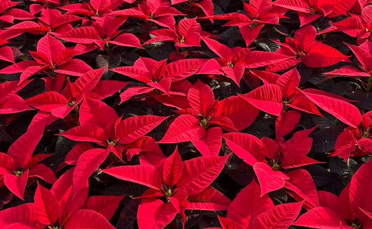 How to Build a Successful Christmas Houseplant Range - The Horti House