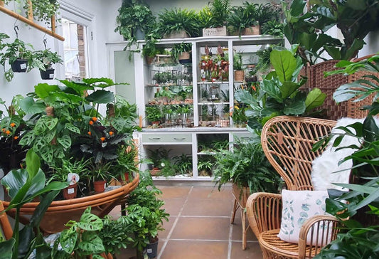 Our Favourite Inspirational Houseplant Displays - The Horti House